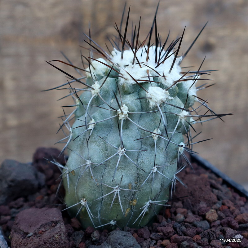 D2942 COPIAPOA LONGISPINA pot8-H6-W5 cm MaMa Cactus