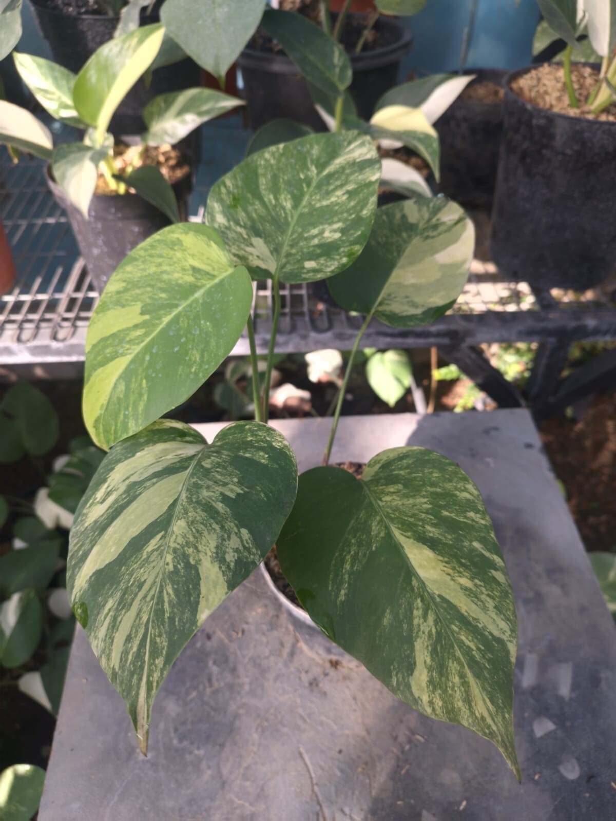 Real Pick Monstera Marmorata Variegated