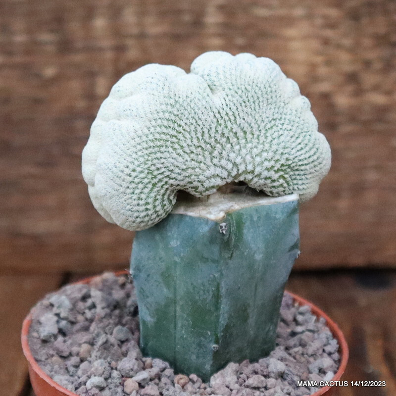 D2877 EPITHELANTHA BOKEI CRESTED GRAFTED pot8-H7-W6 cm MaMa Cactus