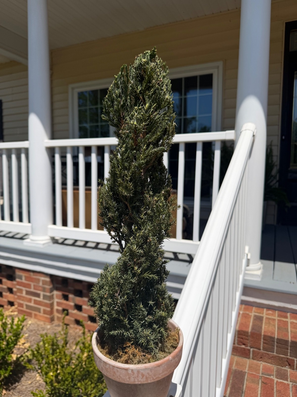 22″ Preserved Juniper Spiral Topiary Real Plant No Maintenance Home Decor