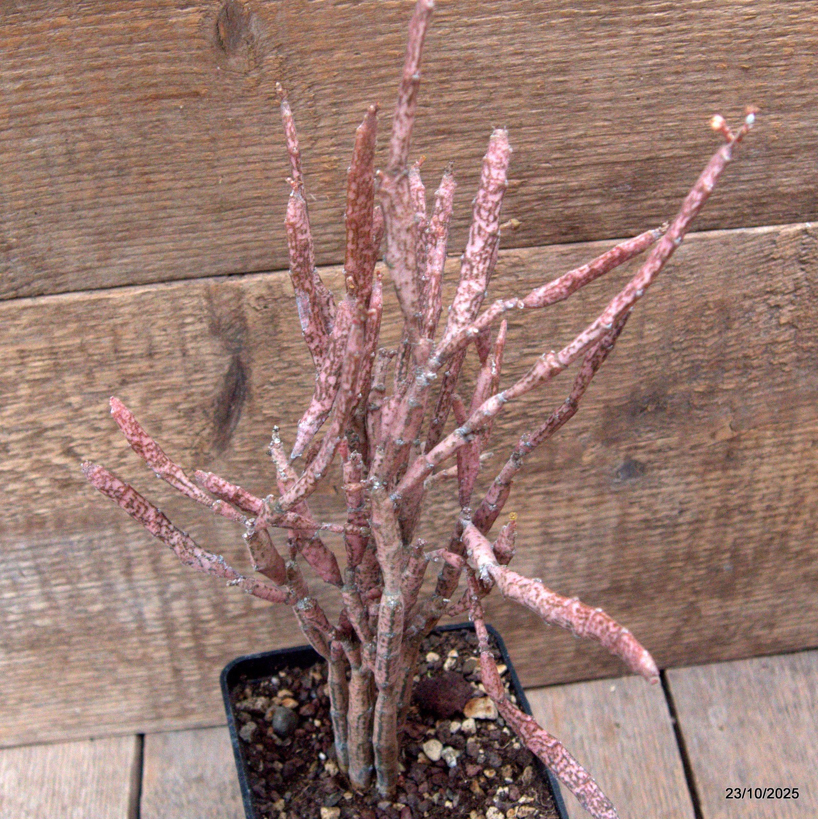 D7120 EUPHORBIA PLATYCLADA pot10-H30-W20 cm MaMa Cactus