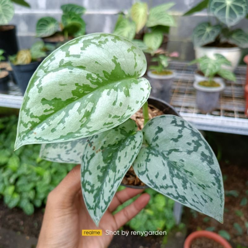 Scindapsus silver lady, Rare Variegated, Real Picture, Aroid Houseplant