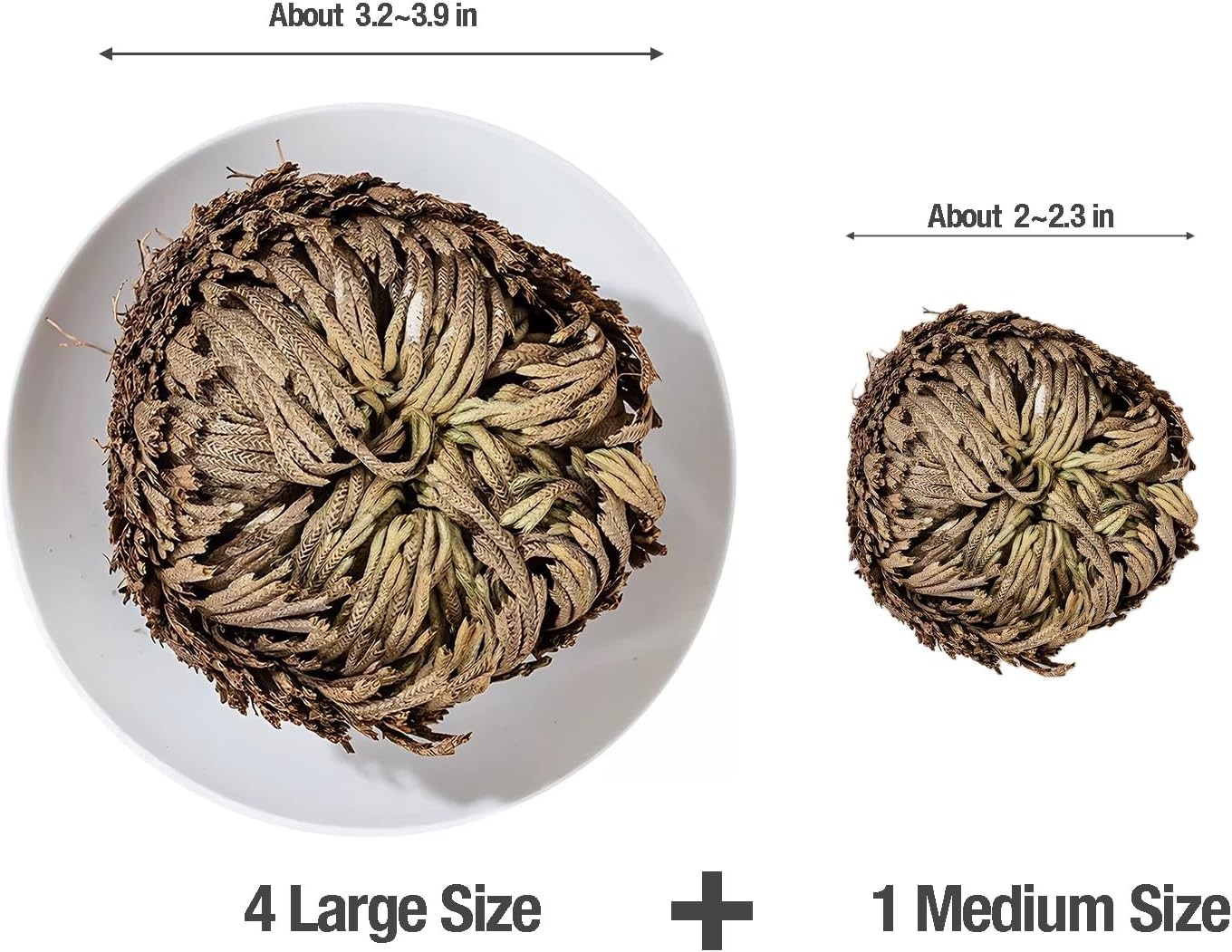 5 Pack Big 3.5″ Rose of Jericho Resurrection Plants, Flor De Jerico Original Dri