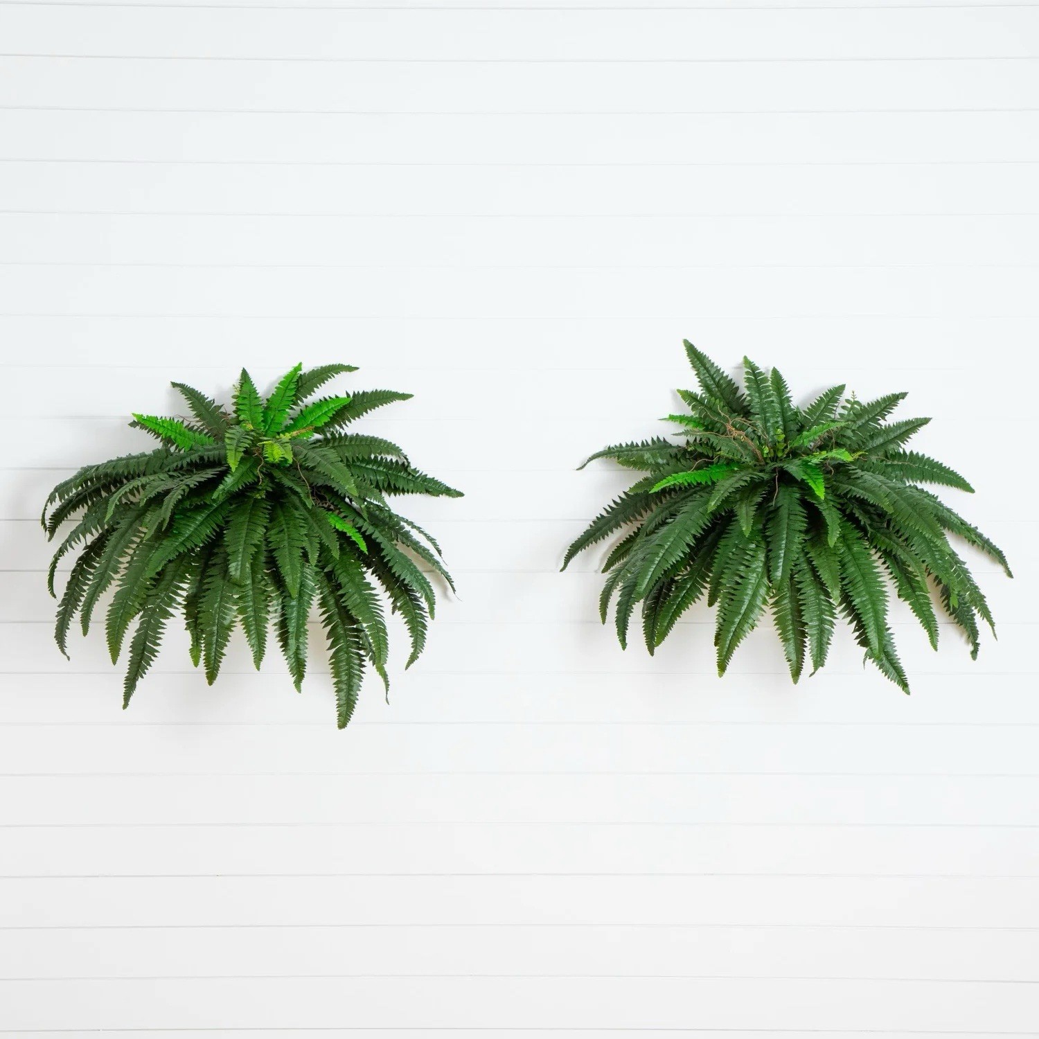 48″ Boston Fern Artificial Bush Plant Pack 2. Retail $103