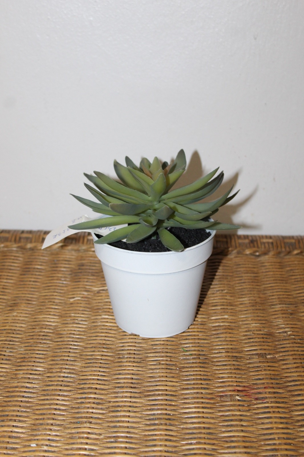 Williams Sonoma Artificial Potted Succulent (Rosette Style)