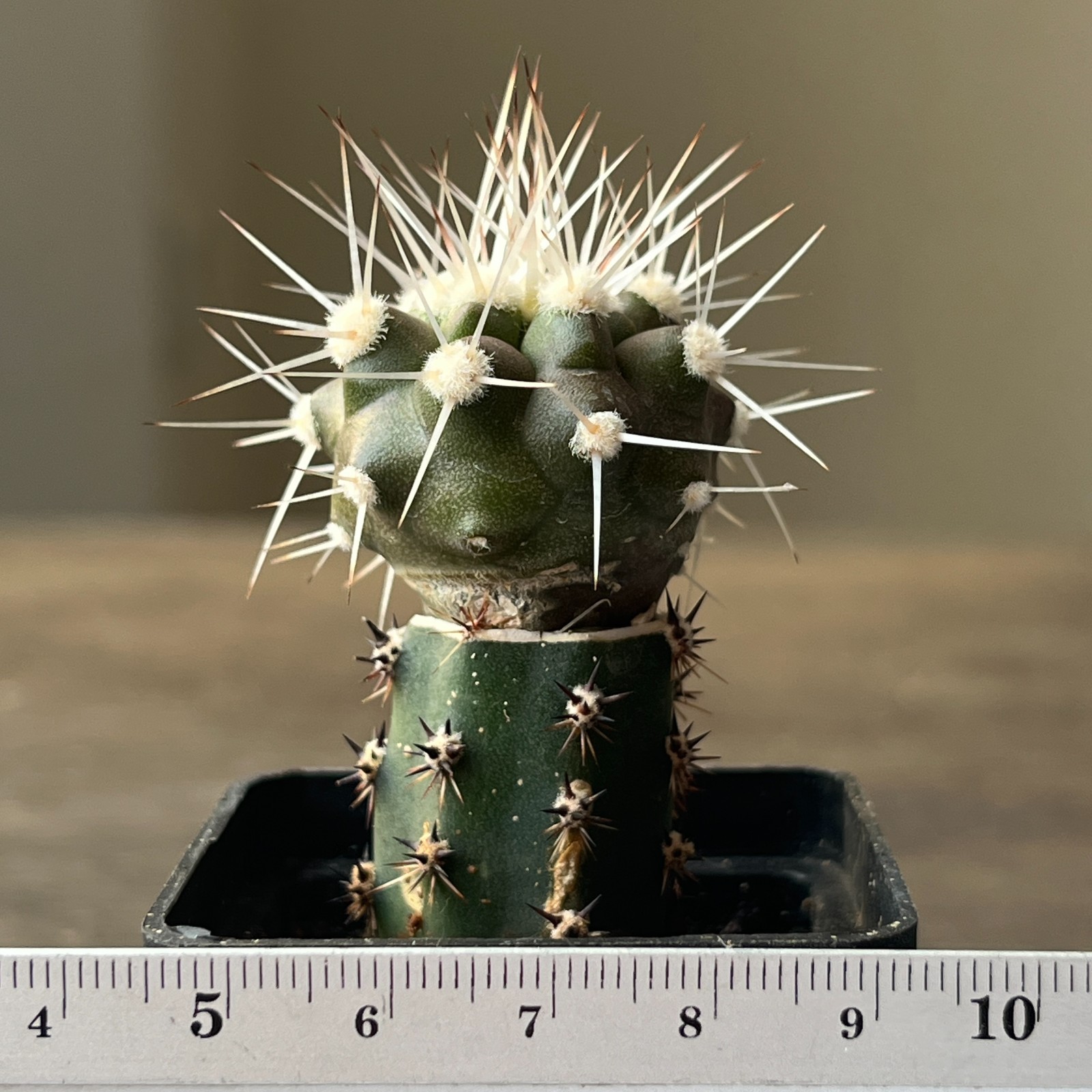 A54-4404 Copiapoa cinerea v. albispina, grafted