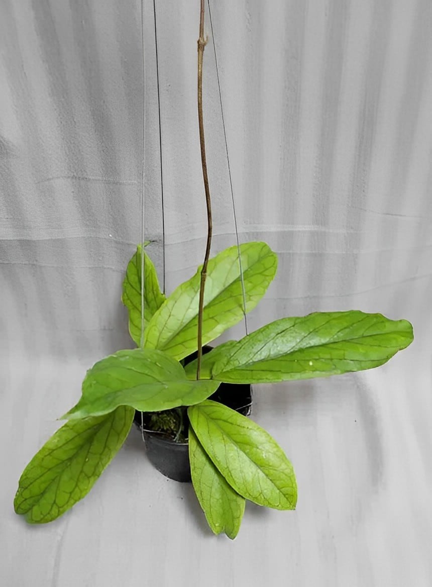 Hoya Cv Golden Eye Rare Plant