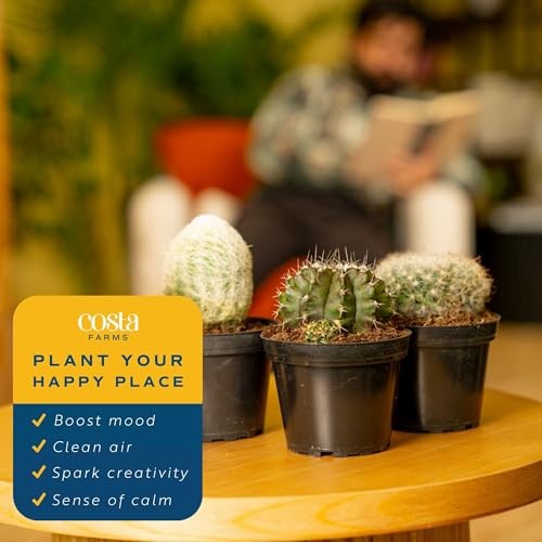 Cactus Live Plants in Plastic Post, Easy to Maintain Succulent Indoor