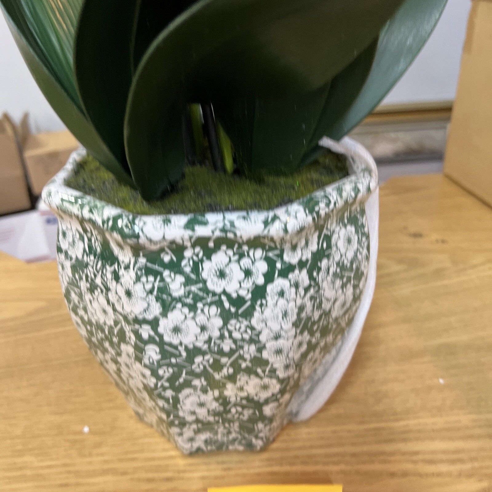 22″ Orchid Green White In Ceramic Pot Planter Valerie Parr Hill