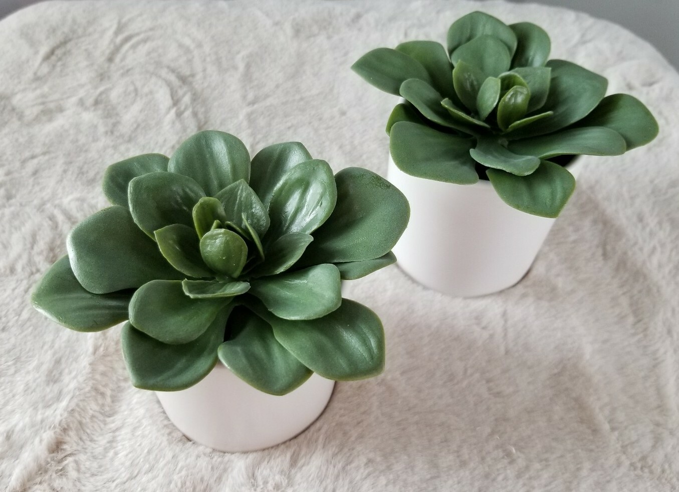 Project 62™ Artificial Green Dudleya Succulent In White Pot Set of 2 4.5″ x 4″