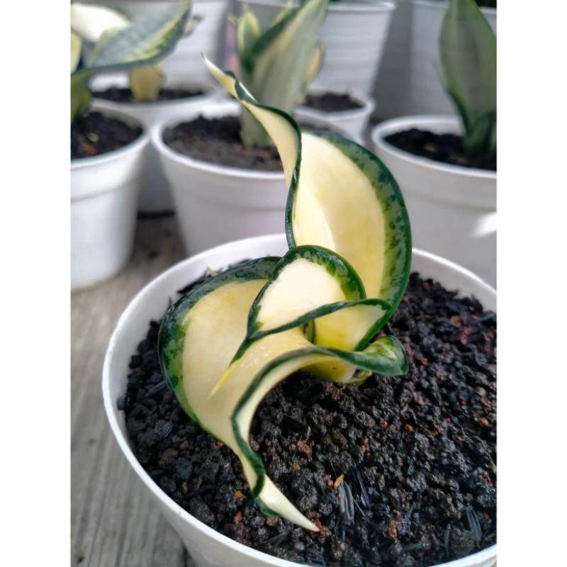 Sansevieria Golden Wendys Mutation Rare Unique Snake Exotic Plant PL069