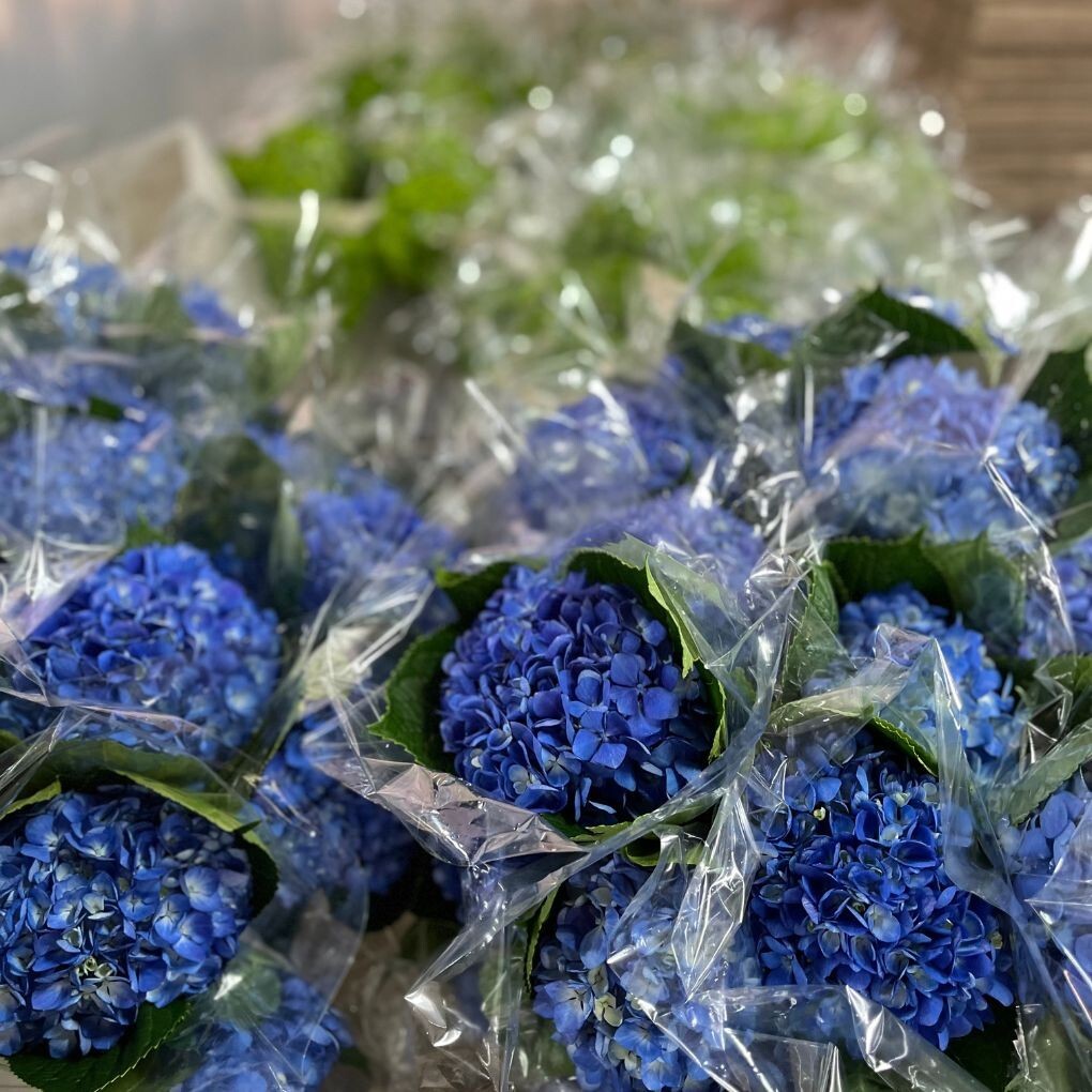 Box of 10 Blue Hydrangea – Blooms head size 7.6-8.5 inches natural flowers decor