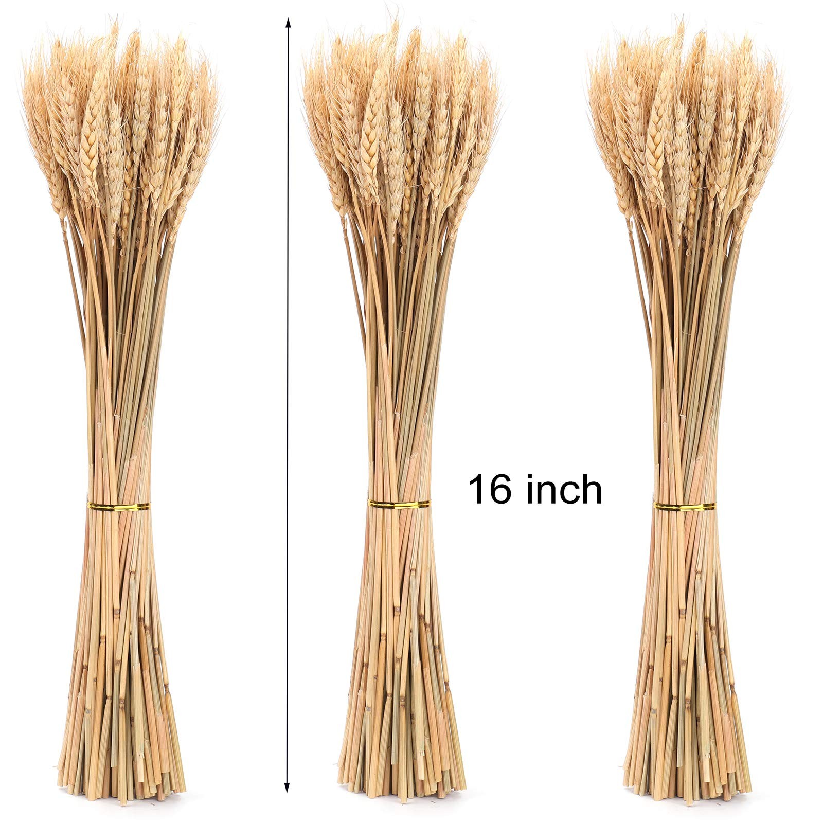 300 Stems 16 Inch Dried Wheat Sheaves, Natural Wheat Stalks Bundle Fall Arran…