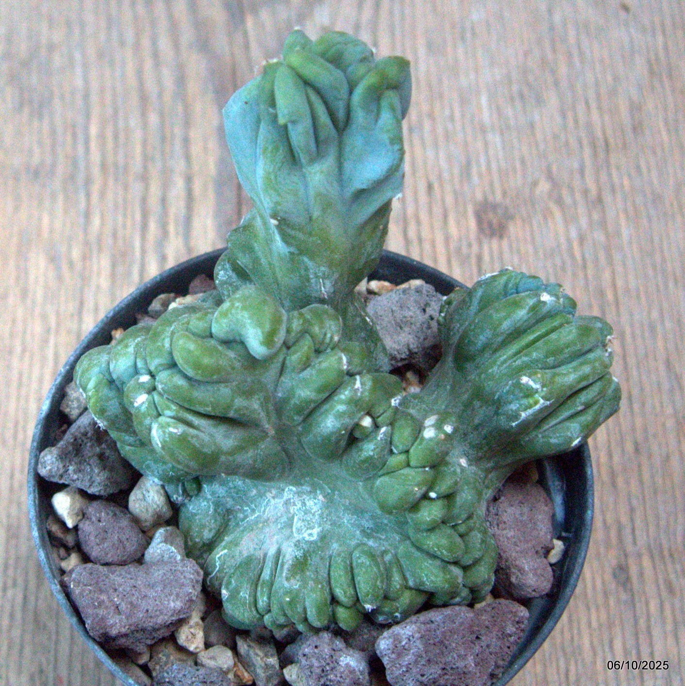 D6889 MYRTILLOCACTUS GEOMETRIZANS CRESTED pot10-H11-W10 cm MaMa Cactus