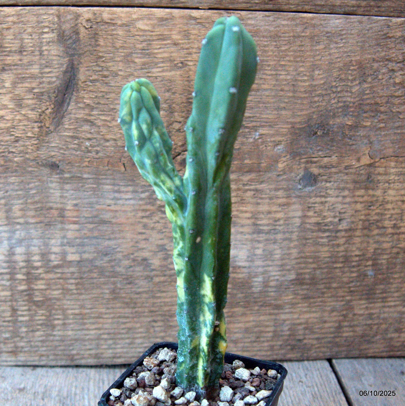D6900 MYRTILLOCACTUS GEOMETRIZANS VARIEGATED pot7-H19-W5,5 cm MaMa Cactus