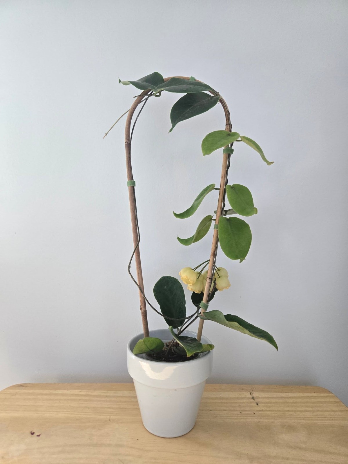 Hoya inflata Sp Papua Rare Variegated, Real Picture, Aroid Houseplant