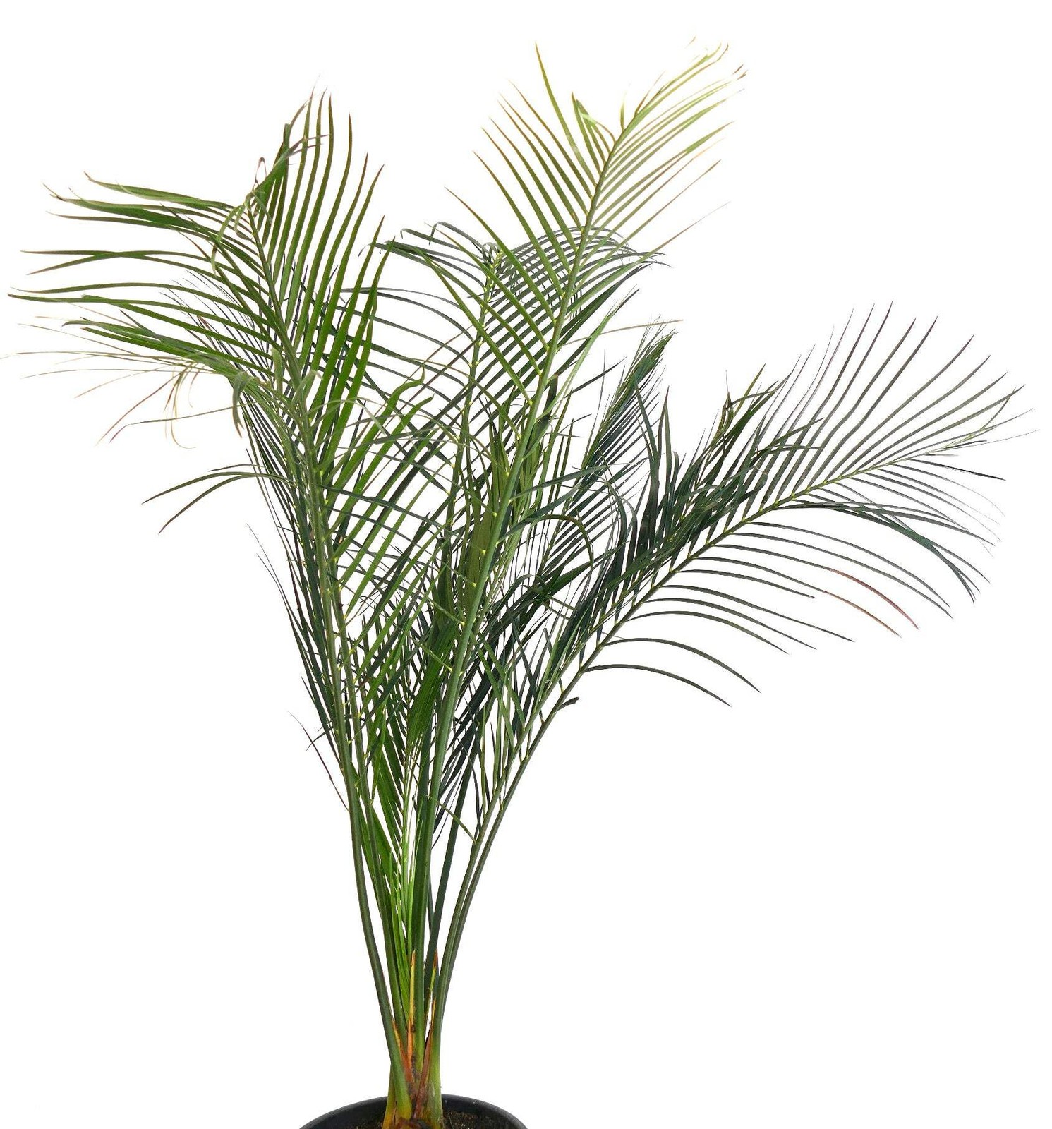 Macrozamia mountperriensis (Mount Perry, Quuensland, AUSTRALIA) – Mount Perry cy