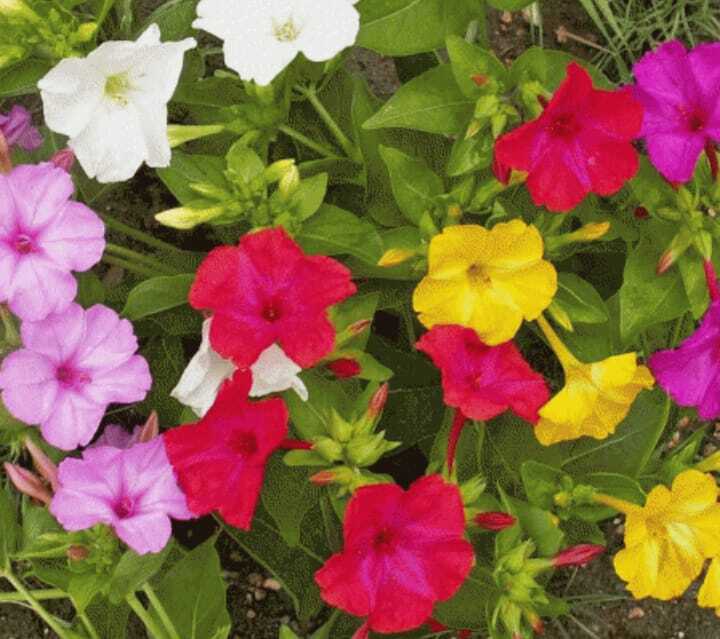 Hendirikka Flower-10 seeds – Home Garden Plants- Perennial Flower-Free Shipping