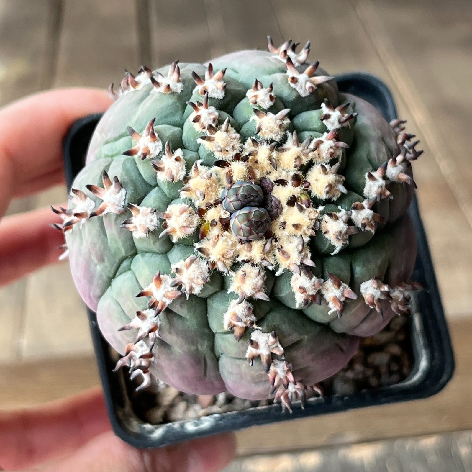 A4-2033 Cactus valdezii, grafted