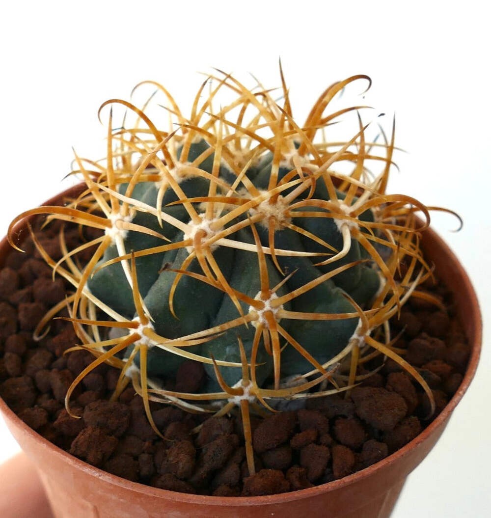 Ferocactus chrysacanthus YELLOW ORANGE SPINES – Golden barrel cactus | Fire barr