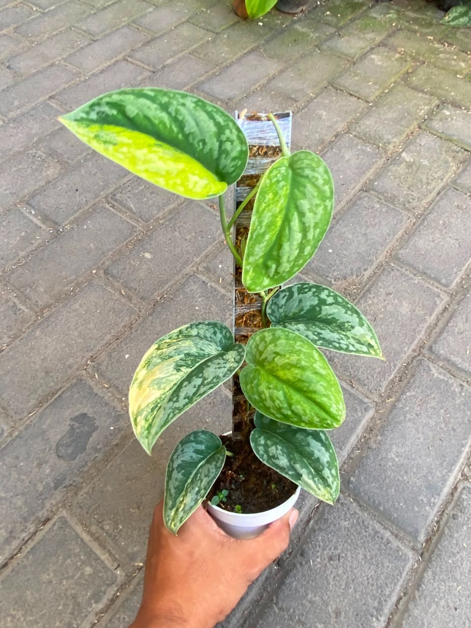 Scindapsus exotica no ID, Rare Variegated, Real Picture, Aroid Houseplant