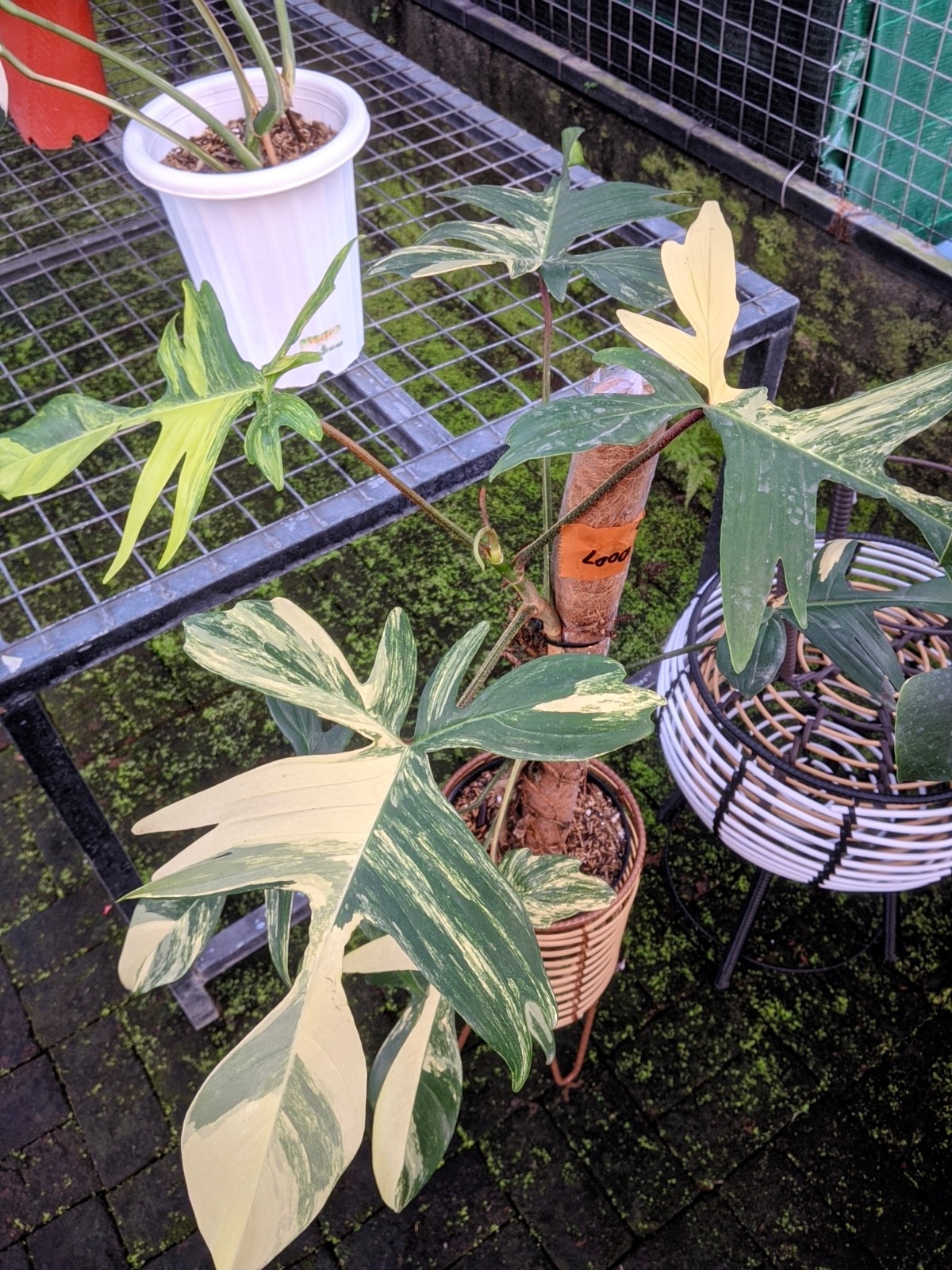 Philodendron Florida Beauty Variegated Real Picture Large Size Free Phito