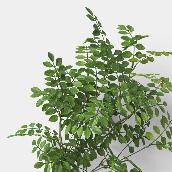 Green Leaf Stem