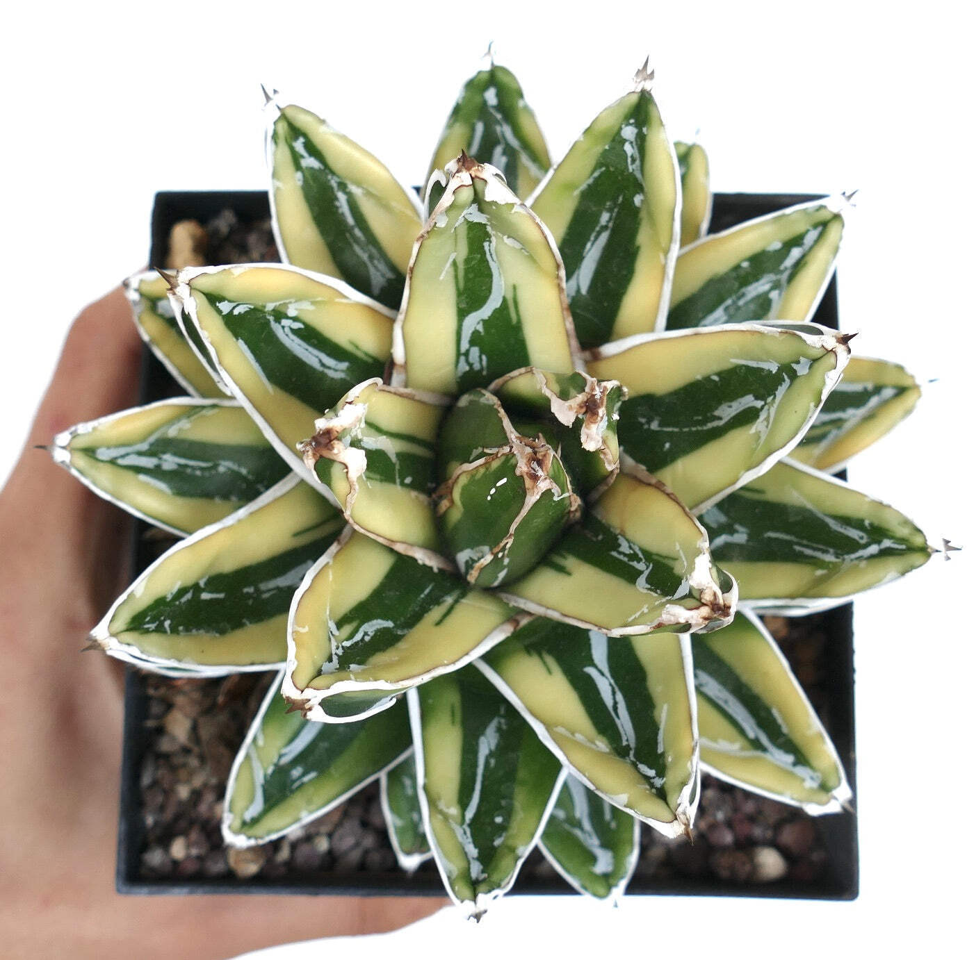 Agave victoriae-reginae cv KIZAN –