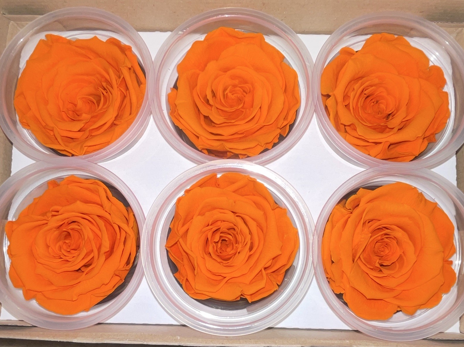RoseAmor Preserved Rose Flower Heads Gift Boxes Blue, Light Blue, Orange, White