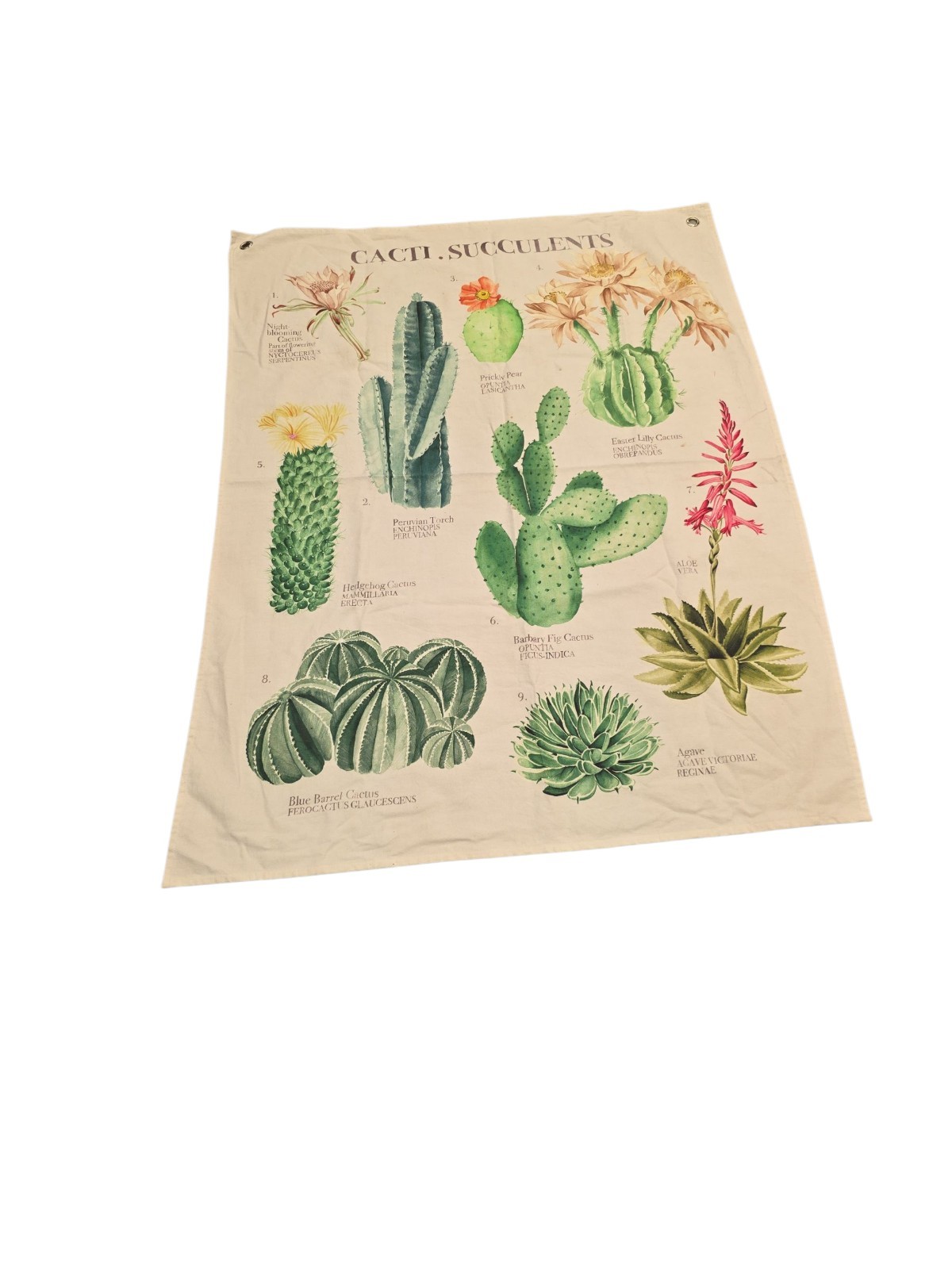 succulent plants Wall Hanging With Grommets 37x49in Approximate Decor Boho