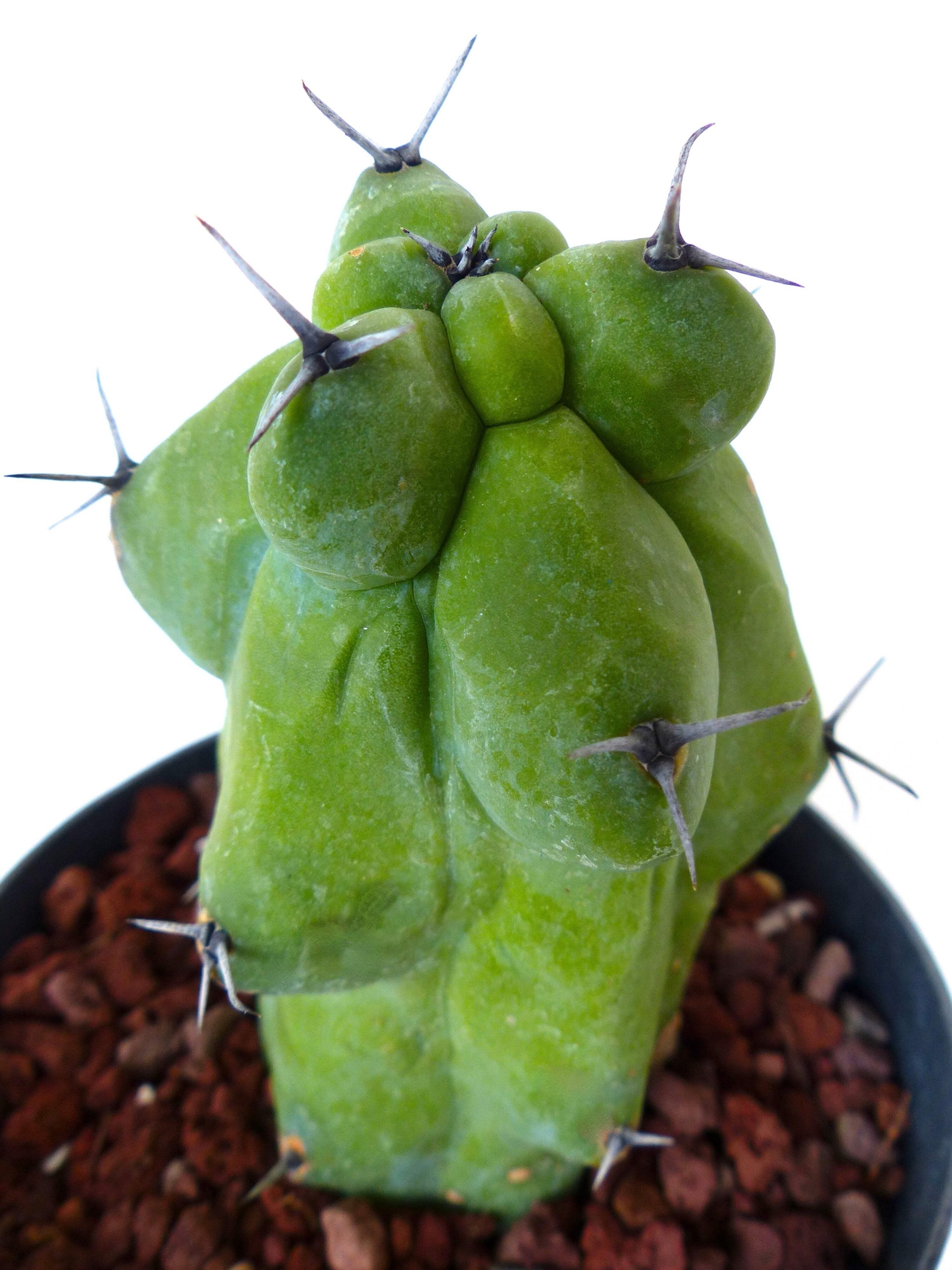 Myrtillocactus geometrizans cv FUKUROKURYUZINBOKU 5-15cm –