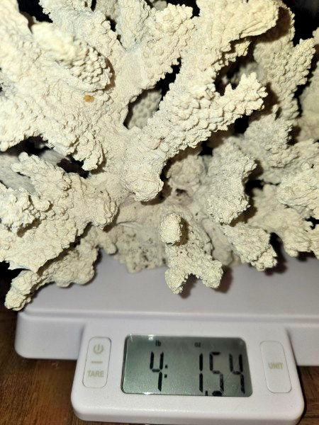 Large Faux Coral Decor Centerpiece – Heavy 4lb Cast Stone – Coastal Home Decor