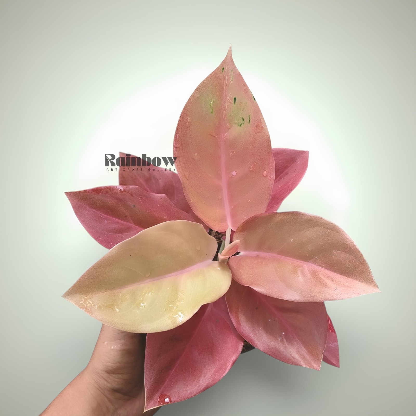 Aglaonema Kochin Brown Beatiful Ornamental Plant