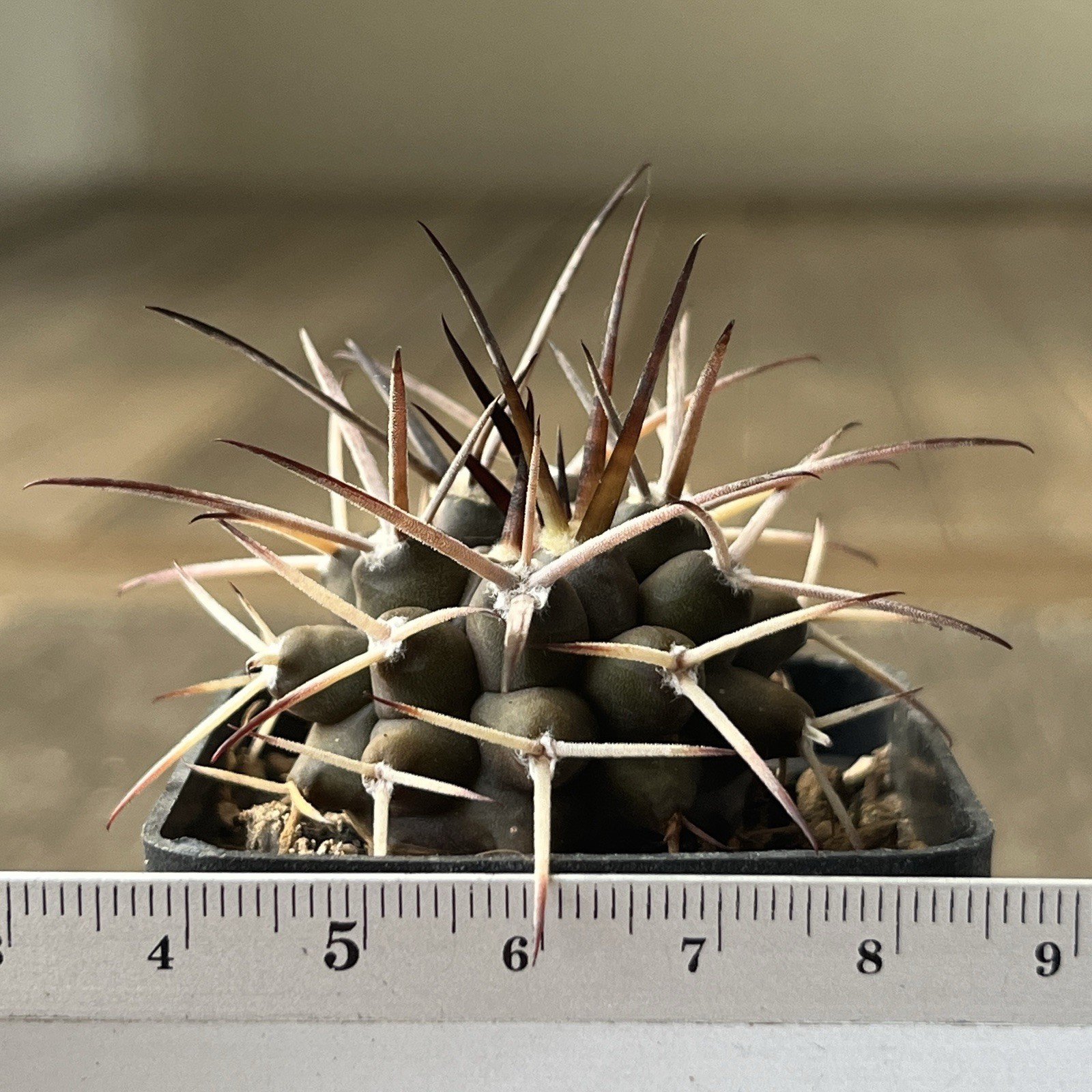 A37-498.G. delaetii, spine selection In 2 generation, own root