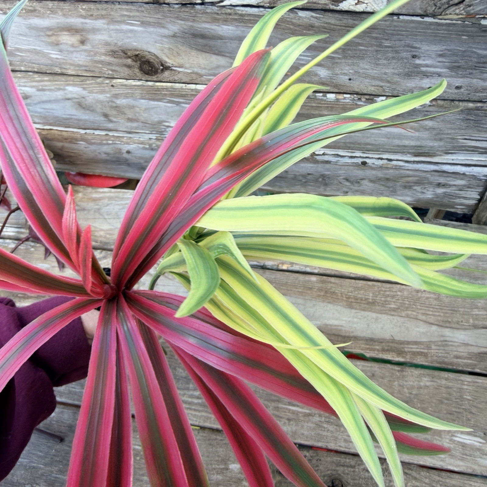 MCM Plastic Houseplant Stem Spider Plants and Japanese Maple Tiki Bar