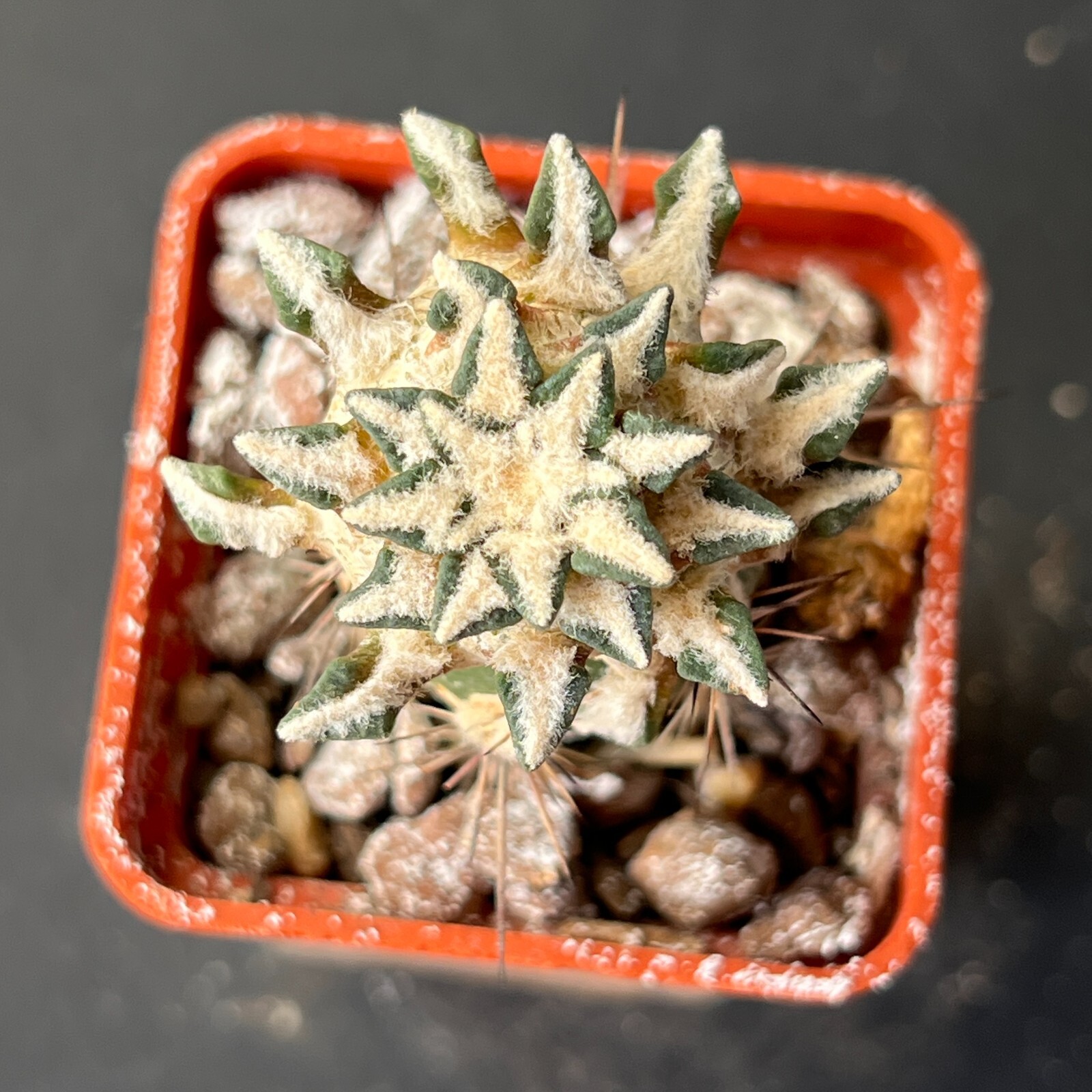 A29-86. Cactus … kotschoubeyanus, VM 645, MINA, NL (Grafted)