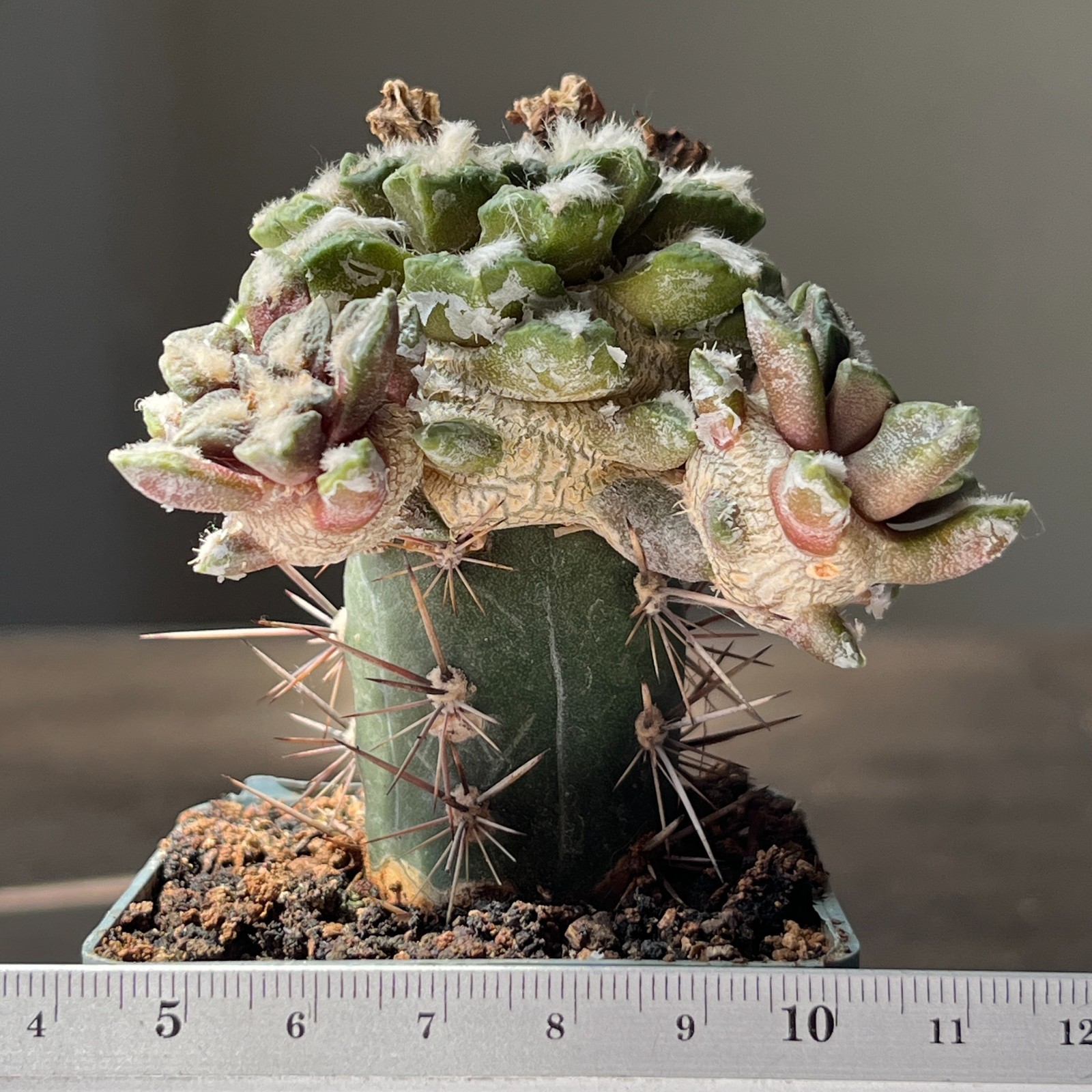 A53-1374 Cactus (retusus x kotsch), grafted