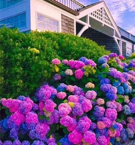 25 Pcs Colorful Hydrangea – Blue, Pink & Purple Hardy Perennial Flowers