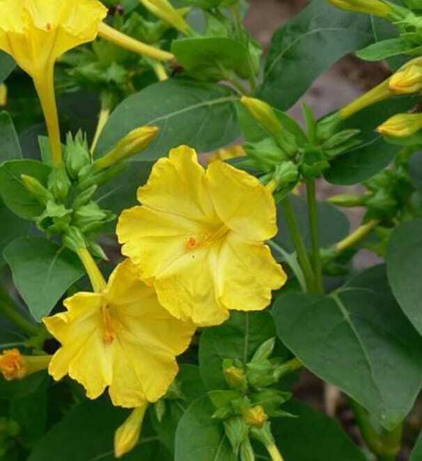 Hendirikka Flower-10 seeds – Home Garden Plants- Perennial Flower-Free Shipping