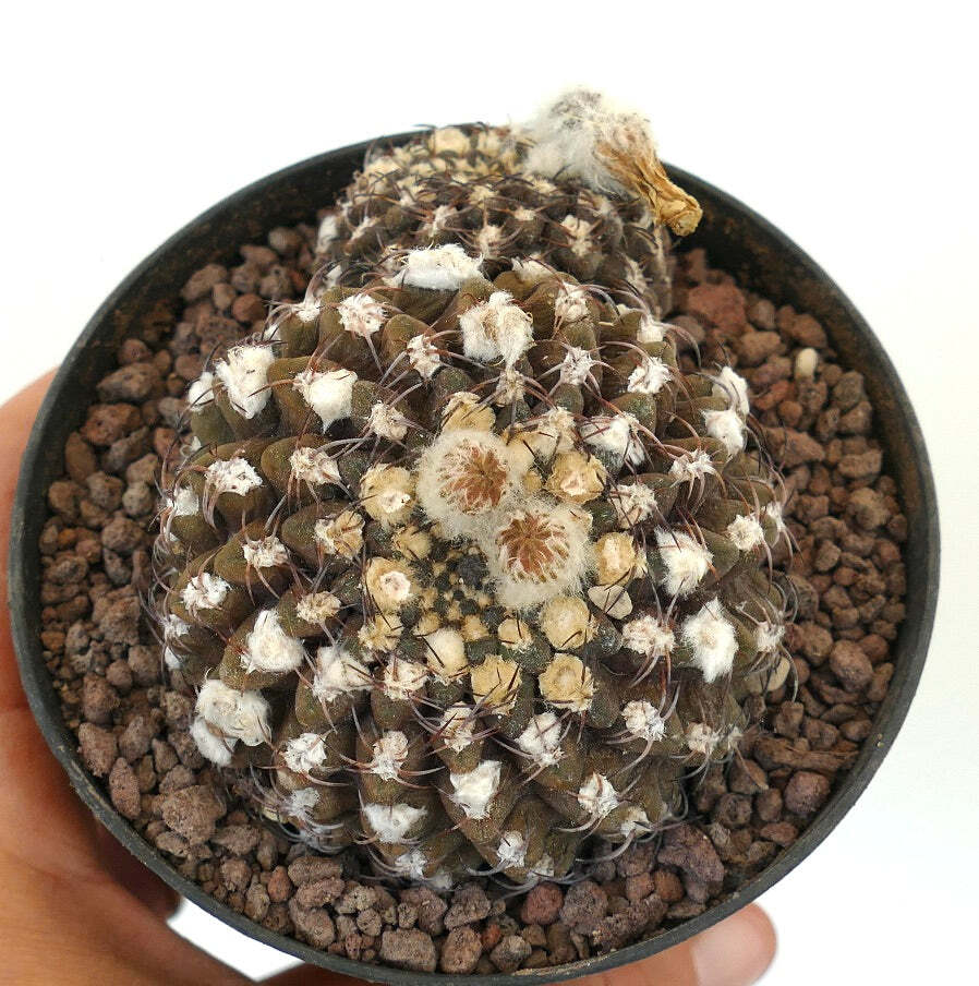 Eriosyce reichei f. krausii (syn. Neoporteria) –