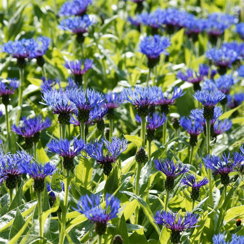 100 Dwarf Blue BACHELORS BUTTON CORNFLOWER Centaurea Cyanus Flower Seeds