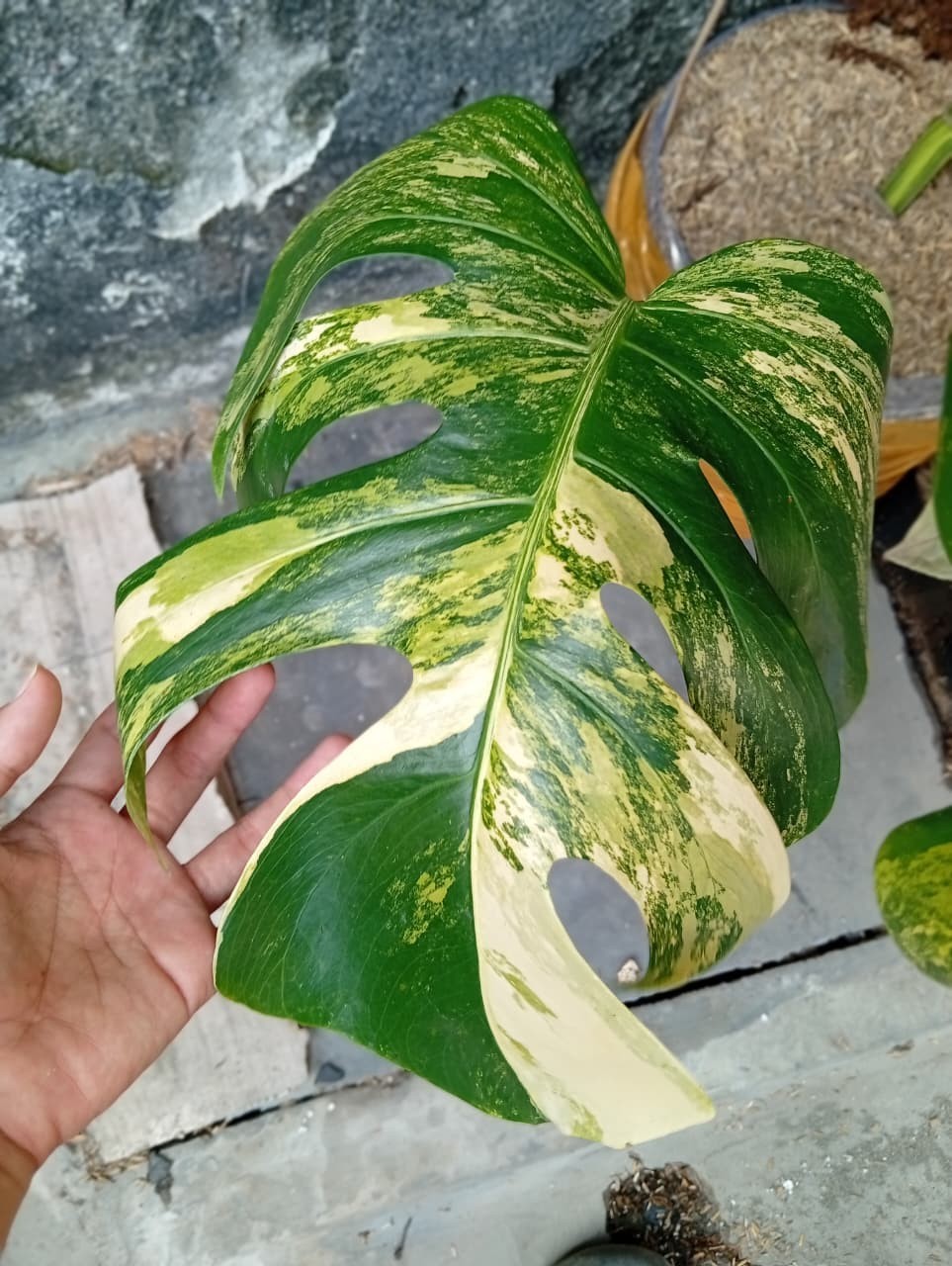 Real Picture Monstera Marmorata Aurea Variegated Big Size