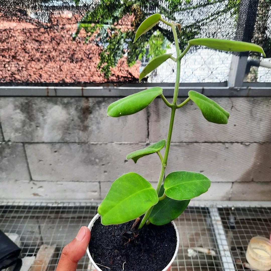 Hoya Gigas Big Size Rare Tropical Wax Plant