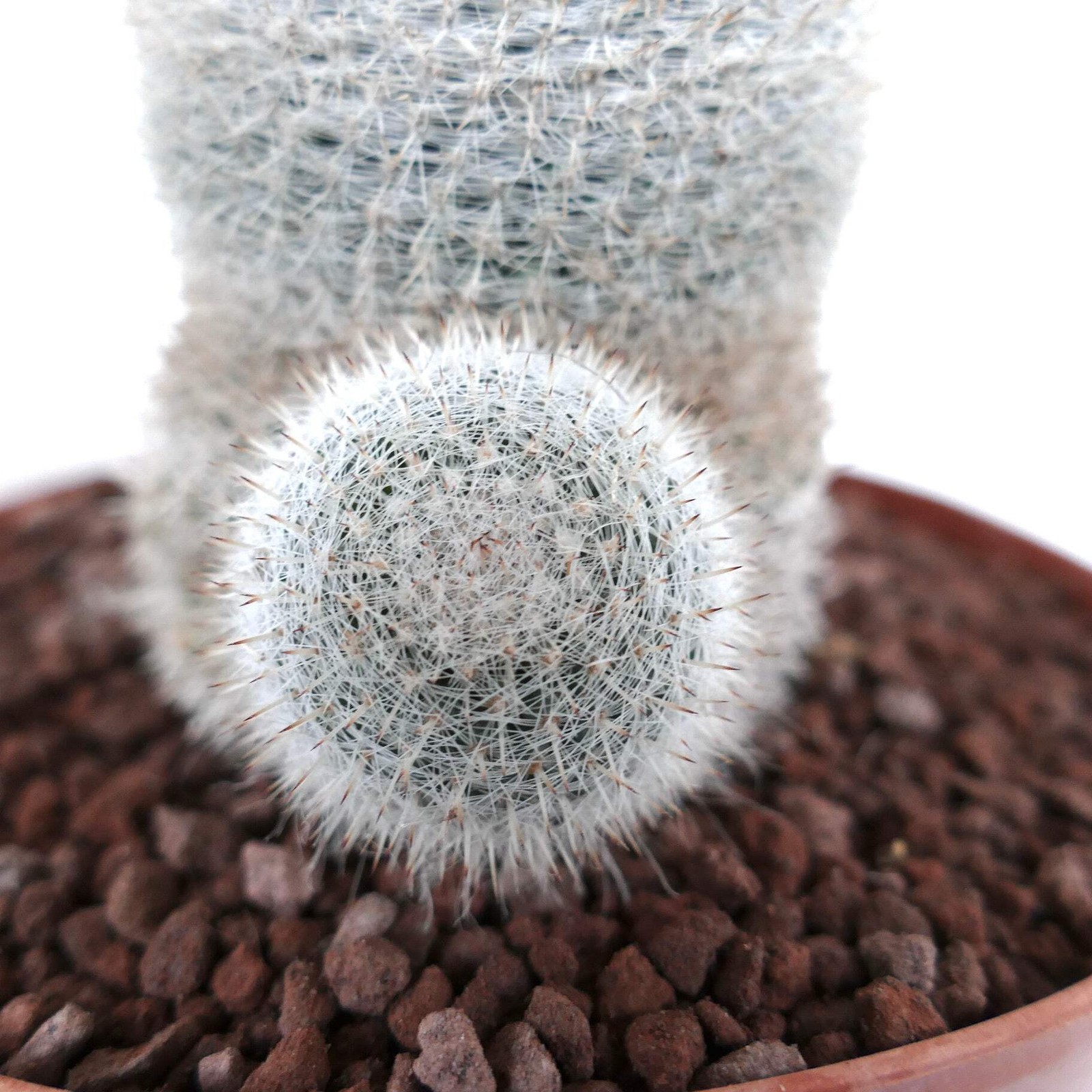 Mammillaria albilanata WITH LATERAL BRANCH 1006 – White woolly nipple cactus | S
