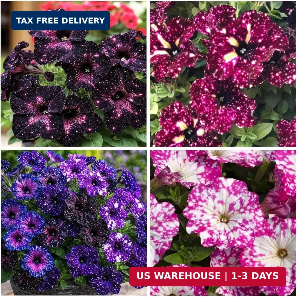 325+ Mix Petunia Flower Seeds for Planting-Petunia Hybrida Garden Flower Plant A
