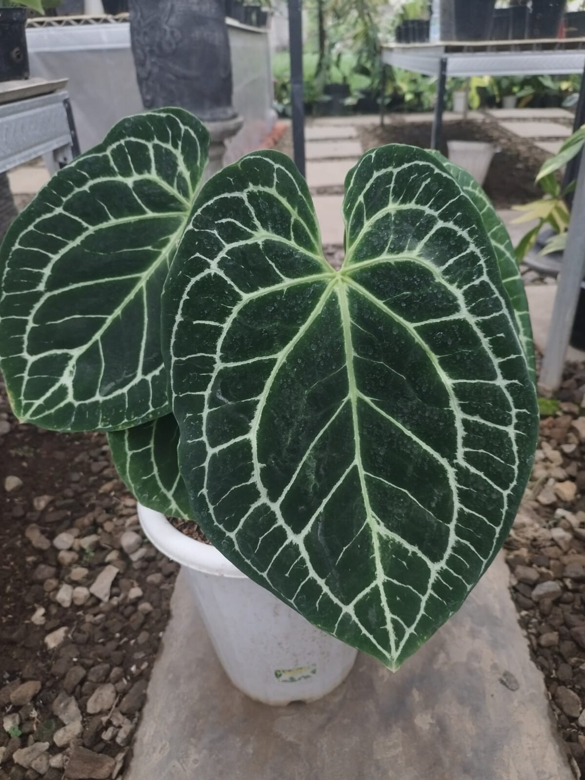Anthurium King Clarinervium Big Leaves