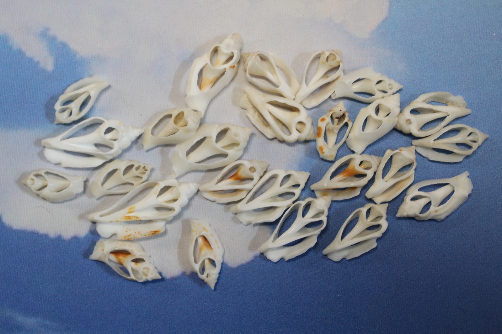 20-URCEUS,White Center Cut Seashells,Beach Wedding Decor,Floral Supply,CS-107