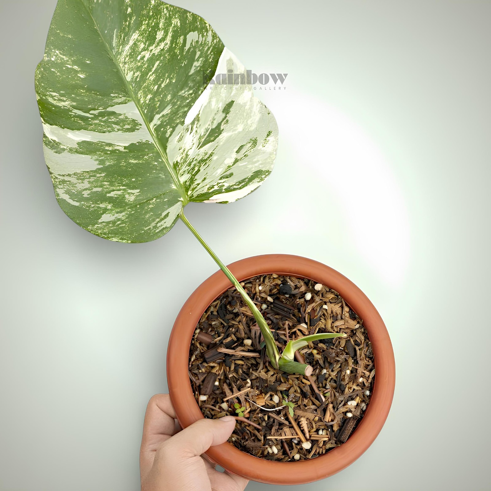 Monstera Marble Cutting Ornamental Plant