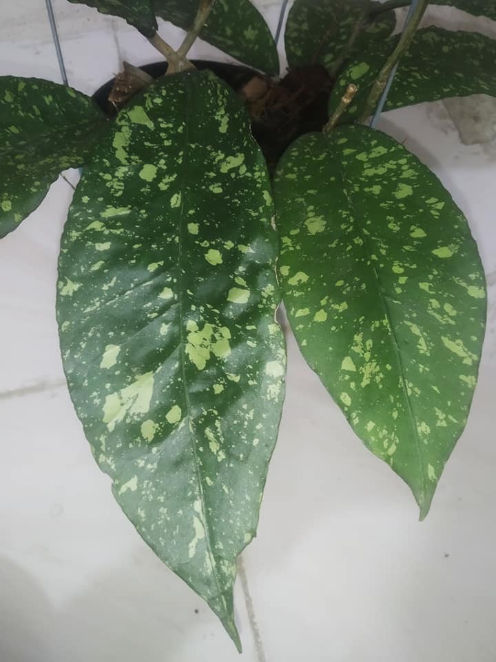 Hoya SP Aceh Honey Dew Rare Tropical Indor Outdor Wax Plant