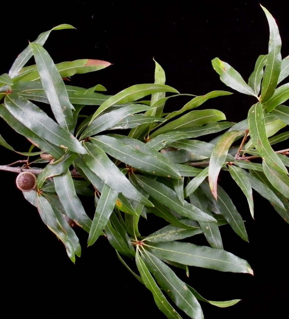 Quercus phellos – Willow Oak |.Rare Tree
